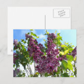 Carte Postale Oregon Lilacs (Devant / Derrière)