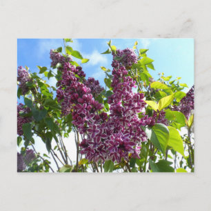 Carte Postale Oregon Lilacs