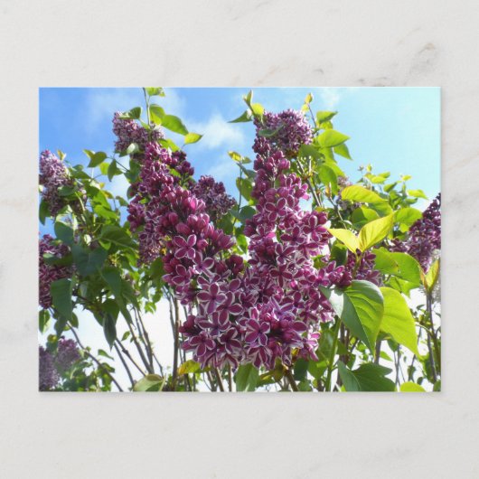 Carte Postale Oregon Lilacs (Devant)