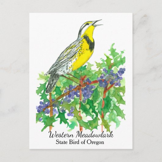 Carte Postale Oregon State Flower Bird Meadowlark (Devant)