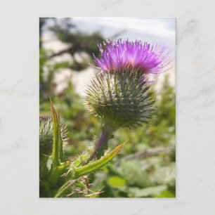 Carte Postale Oregon Thistles