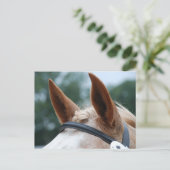 Carte Postale oreilles de cheval (Debout devant)