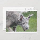 Carte Postale oreilles en mouvement (Devant / Derrière)