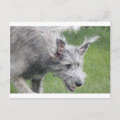 Carte Postale oreilles en mouvement (Devant)