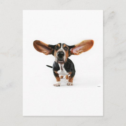 Carte Postale Oreilles longues de chien (Devant)