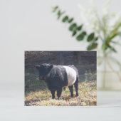 Carte Postale Oreo Cow (Debout devant)