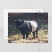 Carte Postale Oreo Cow (Devant / Derrière)