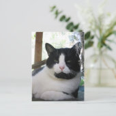Carte Postale Oreo le chat (Debout devant)