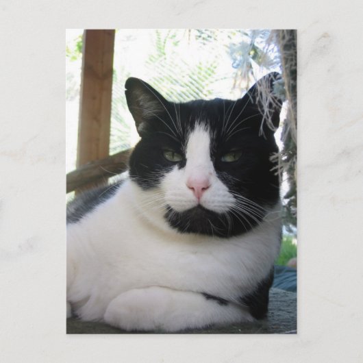 Carte Postale Oreo le chat (Devant)