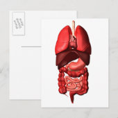 Carte Postale Organes Des Systèmes Respiratoires Et Digestifs (Devant / Derrière)