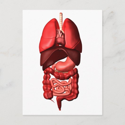 Carte Postale Organes Des Systèmes Respiratoires Et Digestifs (Devant)
