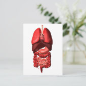 Carte Postale Organes Des Systèmes Respiratoires Et Digestifs (Debout devant)