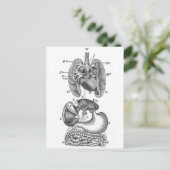 Carte Postale Organes internes (Debout devant)