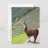 Carte Postale orgueil de lama (Devant / Derrière)