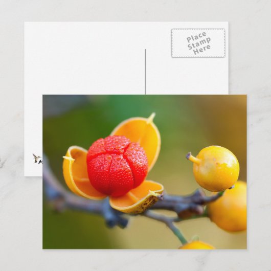 Carte Postale Oriental Bittersweet (Devant / Derrière)