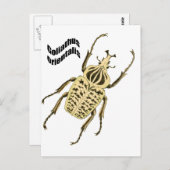 Carte Postale Orientalis de Goliathus (Devant / Derrière)