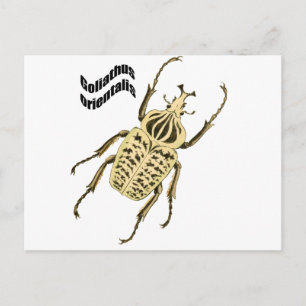 Carte Postale Orientalis de Goliathus