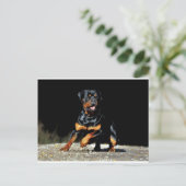Carte postale originale Rottweiler (Debout devant)