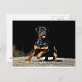 Carte postale originale Rottweiler (Devant / Derrière)