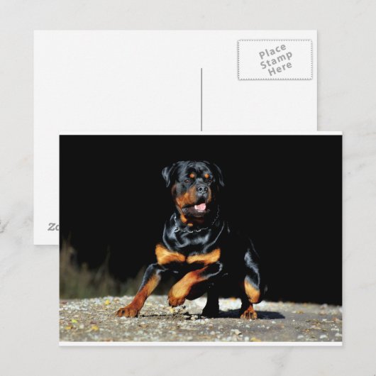 Carte postale originale Rottweiler (Devant / Derrière)