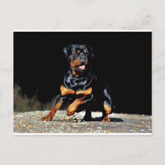 Carte postale originale Rottweiler (Devant)
