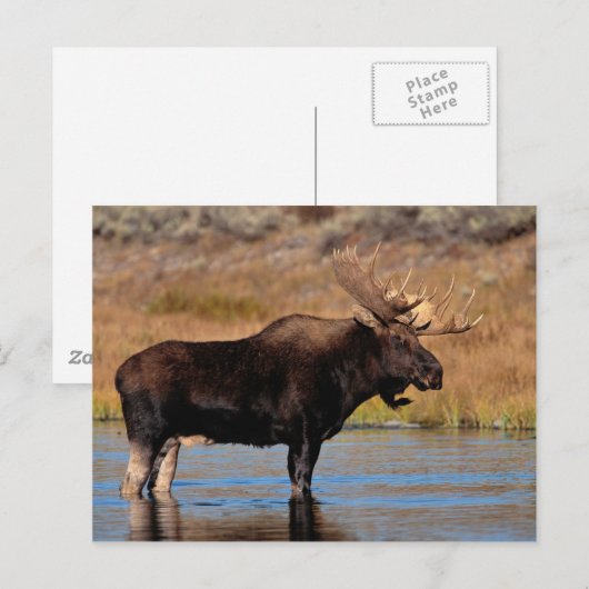 Carte Postale Orignal (Devant / Derrière)