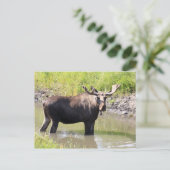 Carte Postale orignal (Debout devant)