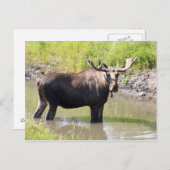 Carte Postale orignal (Devant / Derrière)