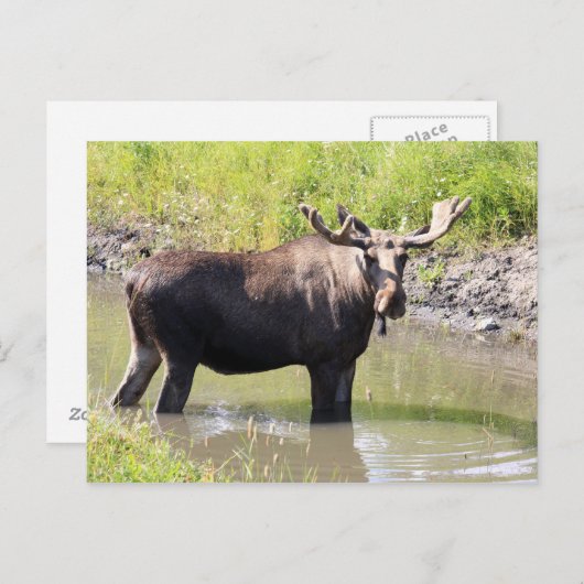 Carte Postale orignal (Devant / Derrière)