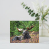 Carte Postale Orignal (Debout devant)