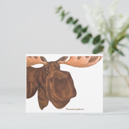 Carte Postale orignal (Debout devant)