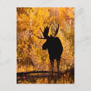 Carte Postale Orignal (Alces Alces) Mâle Dans Les Saules Dorés 2