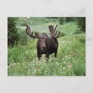 Carte Postale Orignal mâle (Alces alces) dans les fleurs sauvage