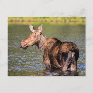 Carte Postale Orignal se nourrissant dans le parc national de Gl