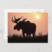 Carte Postale orignaux, alces d'Alces, taureau avec de grands (Devant / Derrière)