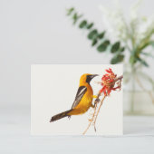 Carte Postale Oriole à capuchon (Debout devant)