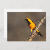 Carte Postale Oriole à capuchon sur une branche (Devant / Derrière)
