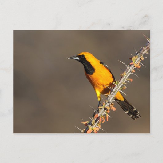 Carte Postale Oriole à capuchon sur une branche (Devant)