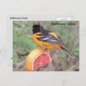 Carte Postale Oriole de Baltimore (Devant / Derrière)