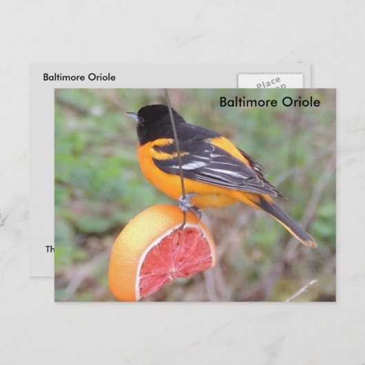 Carte Postale Oriole de Baltimore (Devant / Derrière)
