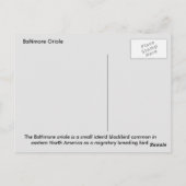 Carte Postale Oriole de Baltimore (Dos)