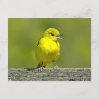 Oriole des vergers - Photographie originale