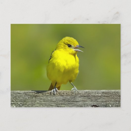 Carte Postale Oriole des vergers - Photographie originale (Devant)
