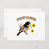 Carte Postale Oriole du Maryland (Devant / Derrière)