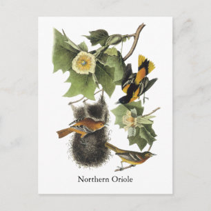 Carte Postale Oriole du Nord, John Audubon