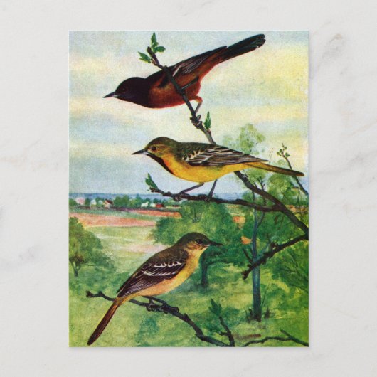Carte Postale Orioles du verger Peinture Vintage (Devant)