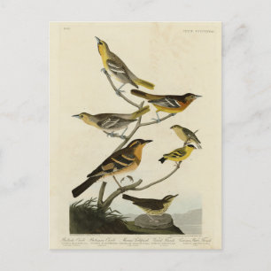 Carte Postale Orioles, Thrushes, des oiseaux d'Amérique d'Audubo