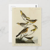 Carte Postale Orioles, Thrushes, des oiseaux d'Amérique d'Audubo (Devant / Derrière)