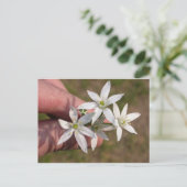 Carte Postale Ornithogalum umbellatum (Debout devant)