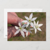 Carte Postale Ornithogalum umbellatum (Devant / Derrière)